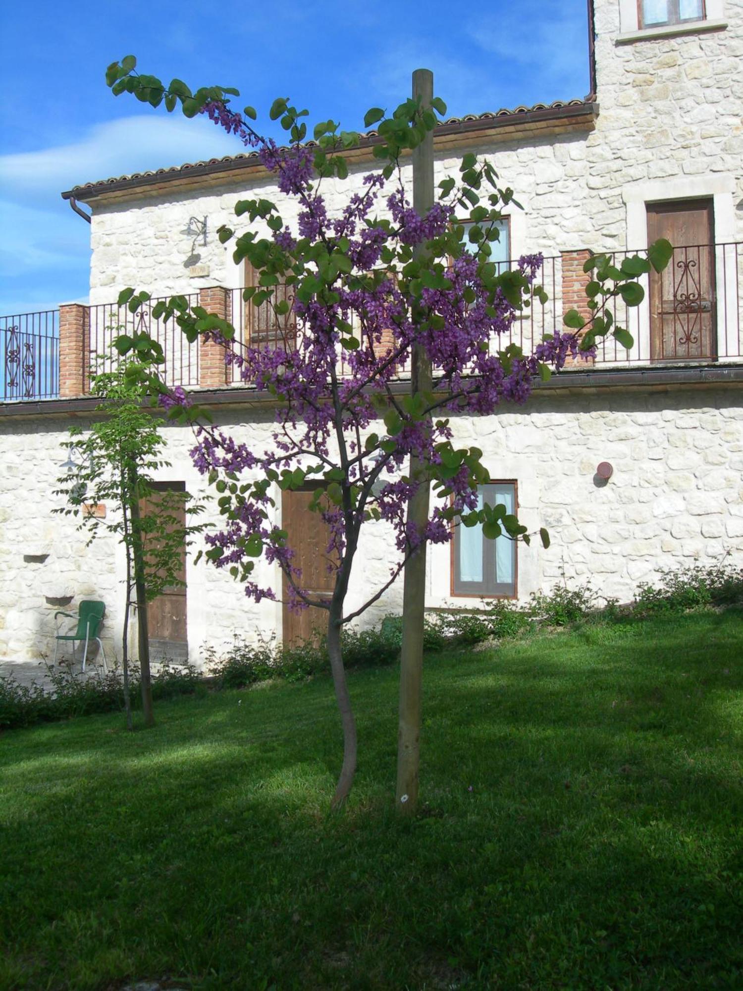 Agriturismo Borgo San Martino Abbateggio Exterior photo